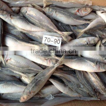 70-90g frozen round scad