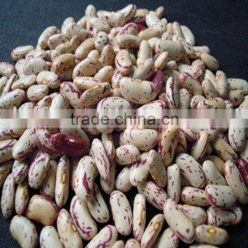 China Yian Light Speckled Kidney Beans 2010 crop