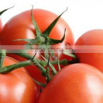 FRESH TOMATO NASHIK NASIK NAMDHARI TOMATO TAMATAR WAGAH TOMATO TRADER MERCHANT