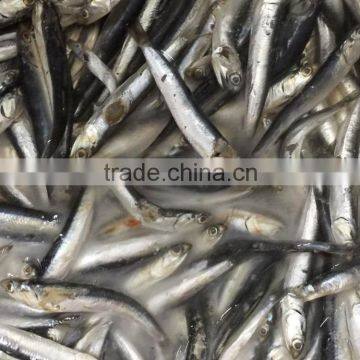 Good Quality Frozen Anchovy Around 10cm