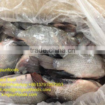 Whole Sale Frozen Farmed Raised W/R Tilapia Fish