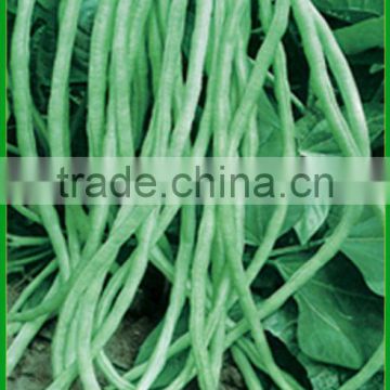 BE06 Ouki no need frame light green long bean seeds sales