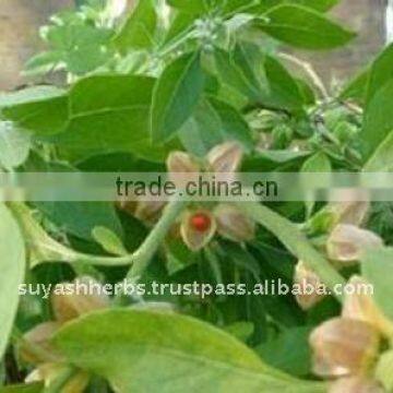 100% Pure Natural Ashwagandha Essential Oil(Withania somnifera)