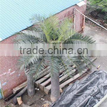 CHY020931 Indoor&outdoor Decororation Tree/date Palmt Tree Sale photo-3