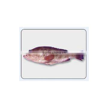 Reefcod Red Belly