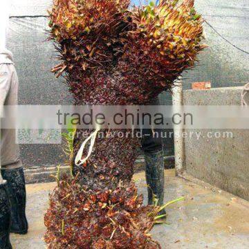 cycas revoluta three heads