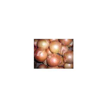 Professional Yellow Fresh Onion Large 90mm With ISO , HACCP , FDA 10kgs/ctn