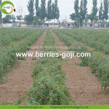 New Arrival Factory Supply Dried Goji Berry photo-3