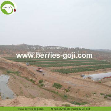 Factory Hot Sale Dried Himalayan Wolfberry photo-3