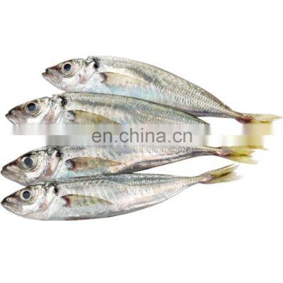 land frozen small eye horse mackerel fish