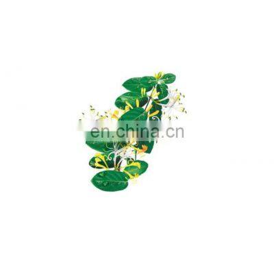 in Stock Supply Price Honeysuckle Flower Extract 98%