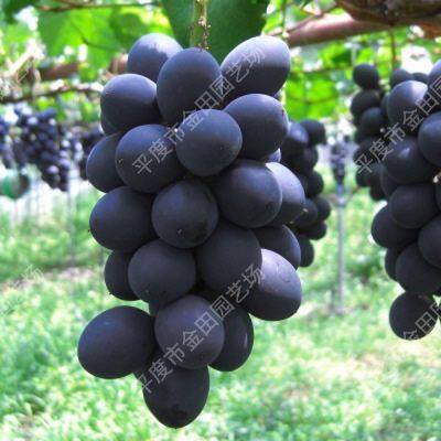 Australian Sweet King Grape seedling grape vines