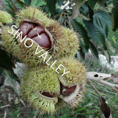 China Authentic Taishan Organic Fresh Chestnut Nutritious Sweet With NOP HALAL HACCP KOSHER Chinese Exporter Wholesale photo-5
