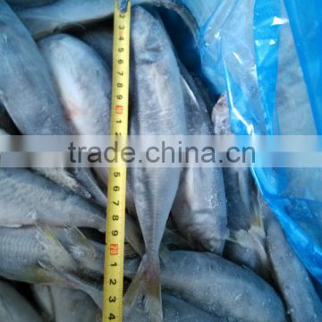 Horse Mackerel for sale, saleing Latin nameTrachurus japonicus