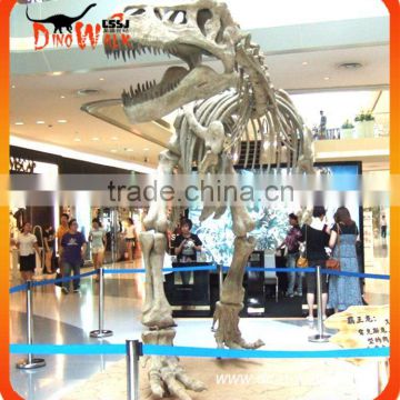 Museum life size dinosaur fossil replica