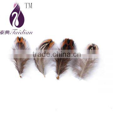 Reeves Venery Pheasant tail feathers,chicken feathers