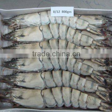 Frozen Black Tiger Shrimp HOSO