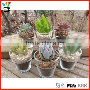 Great Garden Decoration Glassware Clear Succulent Glass Pot