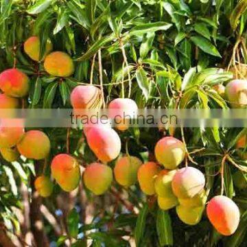 Mango Superior Quality