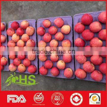 Chinese Shandong Fresh Fuji Apples for Export photo-2