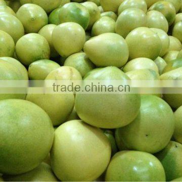 New GuanXi high quality honey pomelo