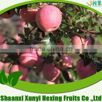 Chinese products wholesale red fuji apples