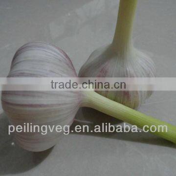 fresh garlic china ( 2013 jining crop )