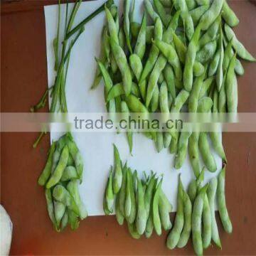 IQF edamame,Frozen edamame,IQF soy beans,Frozen soy beans