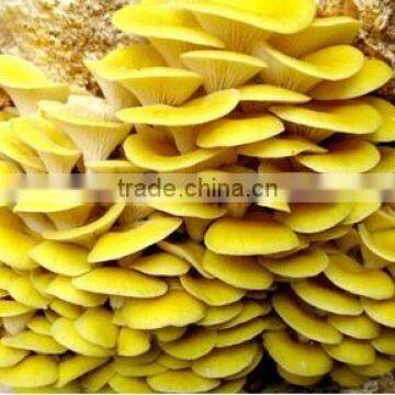 YELLOW color oyster mushroom spawn