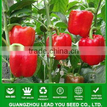 ASP081 Qianbao early maturity red bell pepper seeds f1 hybrid