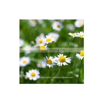 Chamomile Oil photo-2