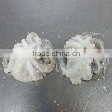 Frozen HACCP ISO FDA Baby Octopus photo-3