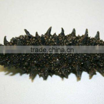 Price of Dried Sea Cucumber for Chinese Foods , Paid Sample Also Available photo-5
