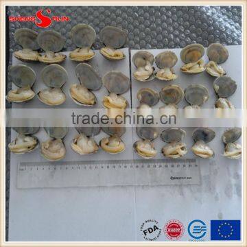 Frozen Boiled Baby Clam