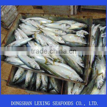 frozen pacific mackerel fish newest