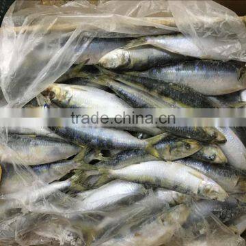 Frozen Sardine Fish