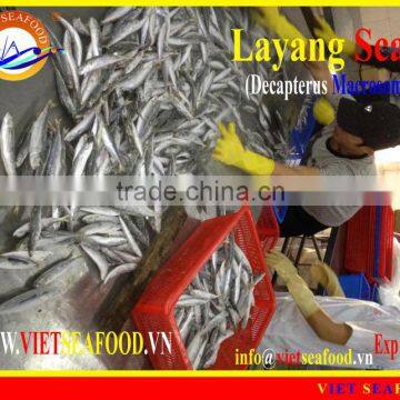 FROZEN LAYANG SCAD WHOLE ROUND