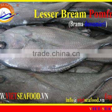 WHOLE ROUND FROZEN LESSER BREAM POMFRET