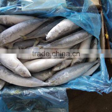 Best Price For Canning Frozen Mackerel photo-2