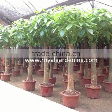 Pachira Aquatica ( Pachira Macrocarpa ) 60cm photo-5