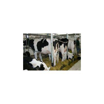 Pregnant Healthy Holstein Heifers Cattle