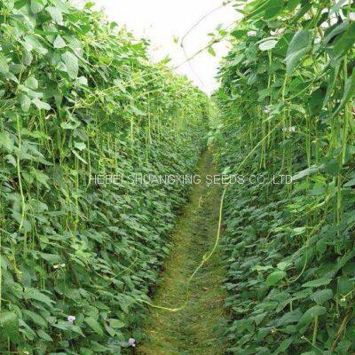 Wide Adaptability Early Maturity Four Seasons Long Green Bean Seeds for Planting photo-5