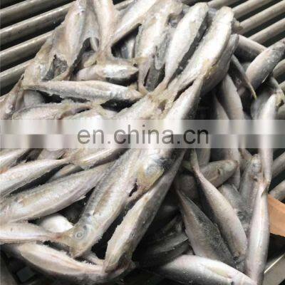 Frozen Small Eye Horse Mackerel Fish Decapterus Maruadsi Round Scad