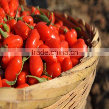 2015's New Crop Fresh and Dried Gojiberry photo-6