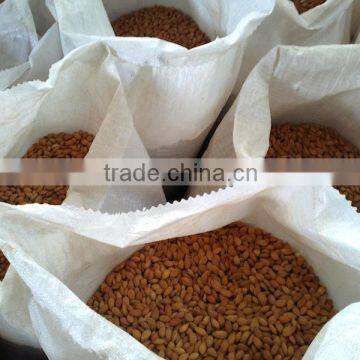 Sell: 2000 MT Raw Bitter Almonds Nuts for sale