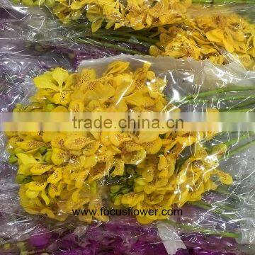 Natural Plants Fresh Cut Yellow Orchid Thailand For Party