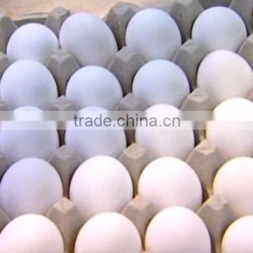 CLEAN FRESH WHITE AND BROWN EGGS FOR SALE BRAZIL ORIGIN