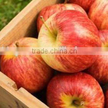 new crop fresh sweet gala apple with high quality for sale