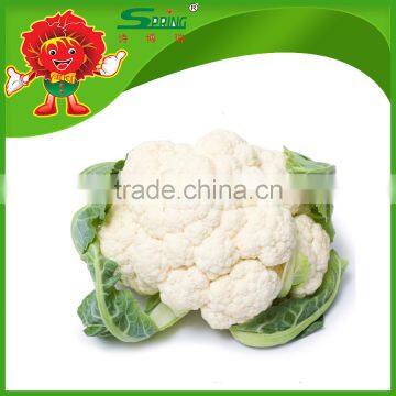 lowest prices of white cauliflower premium white broccoli for sale