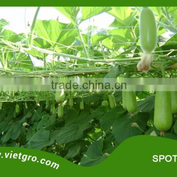 High Yield F1 Hybrid Star Bottle Gourd Seed - SPOTIE 08